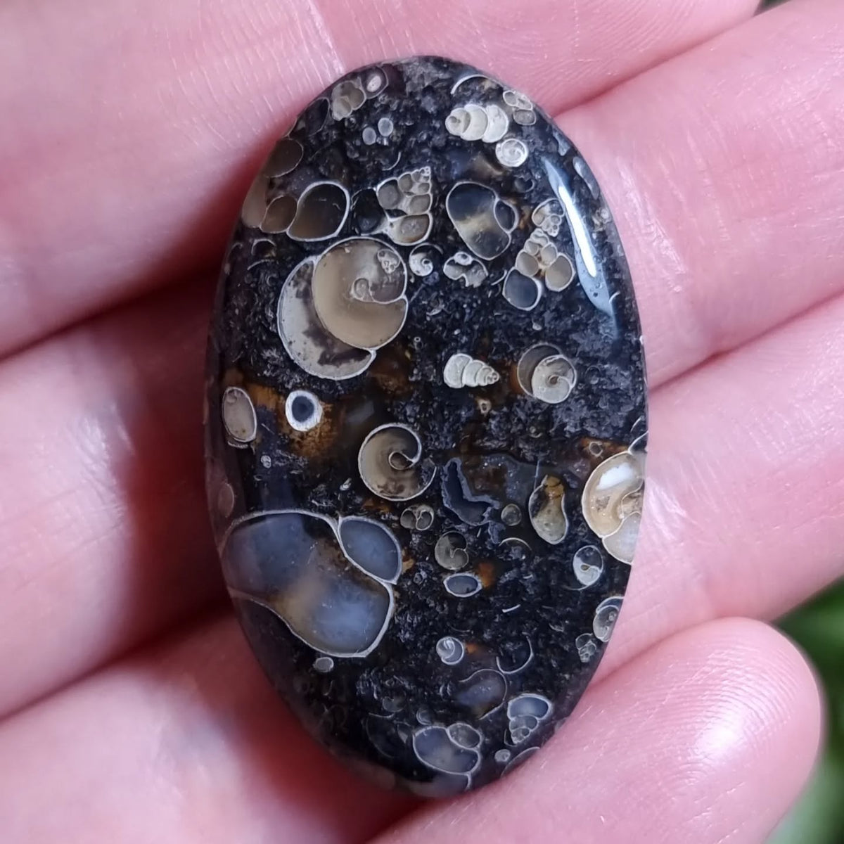 Jaspe Turritella - 36,7x22,0 mm