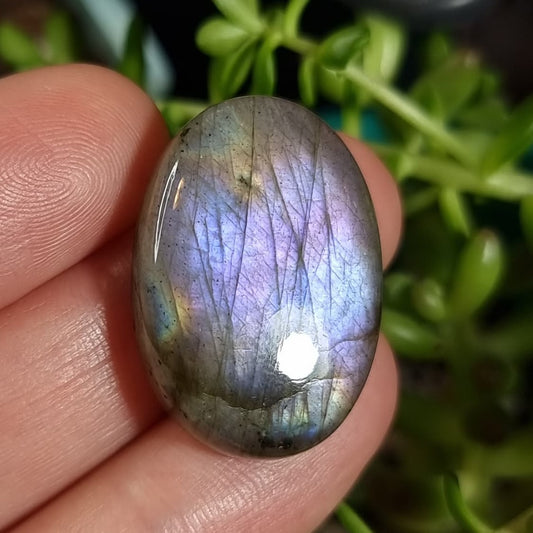 Labradorita Morada - 26,2x17,8 mm