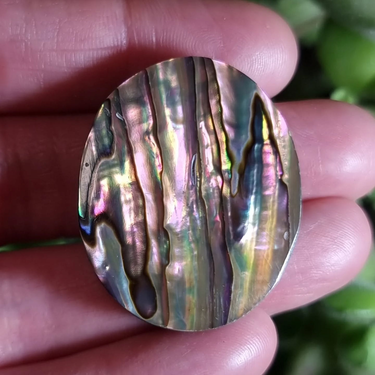 Abalón - 35,0x28,6 mm