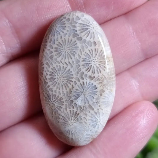 Fósil de Coral - 39,2x22,6 mm