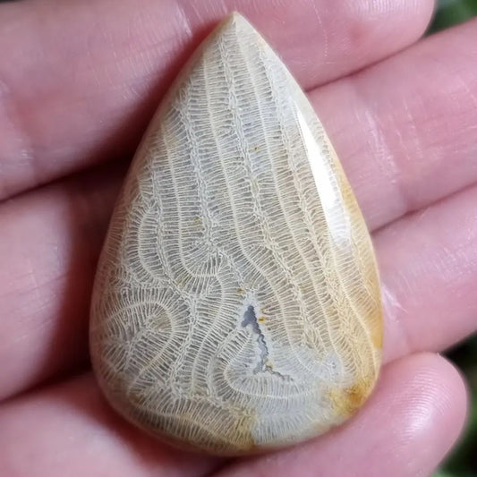 Fósil de Coral - 41,8x28,0 mm